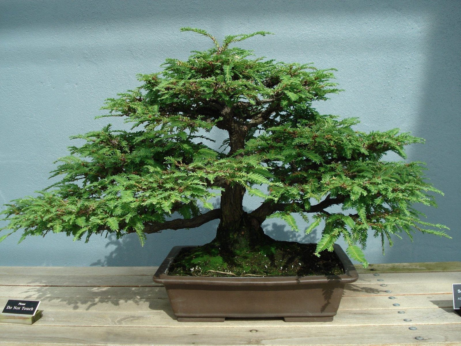 Redwood Bonsai Tree