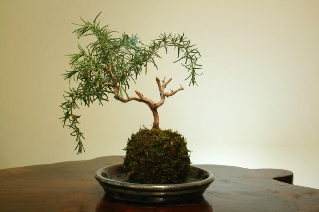 Rosemary Bonsai Tree