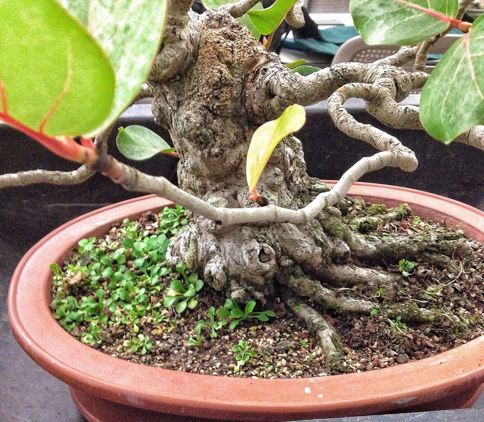 Sea Grape Bonsai Tree