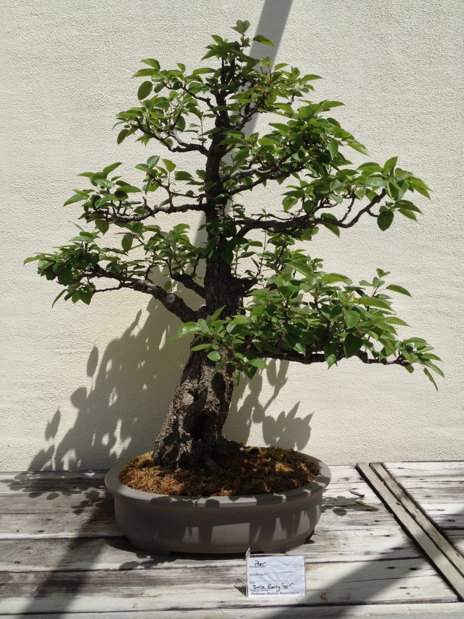 Serissa Bonsai Tree