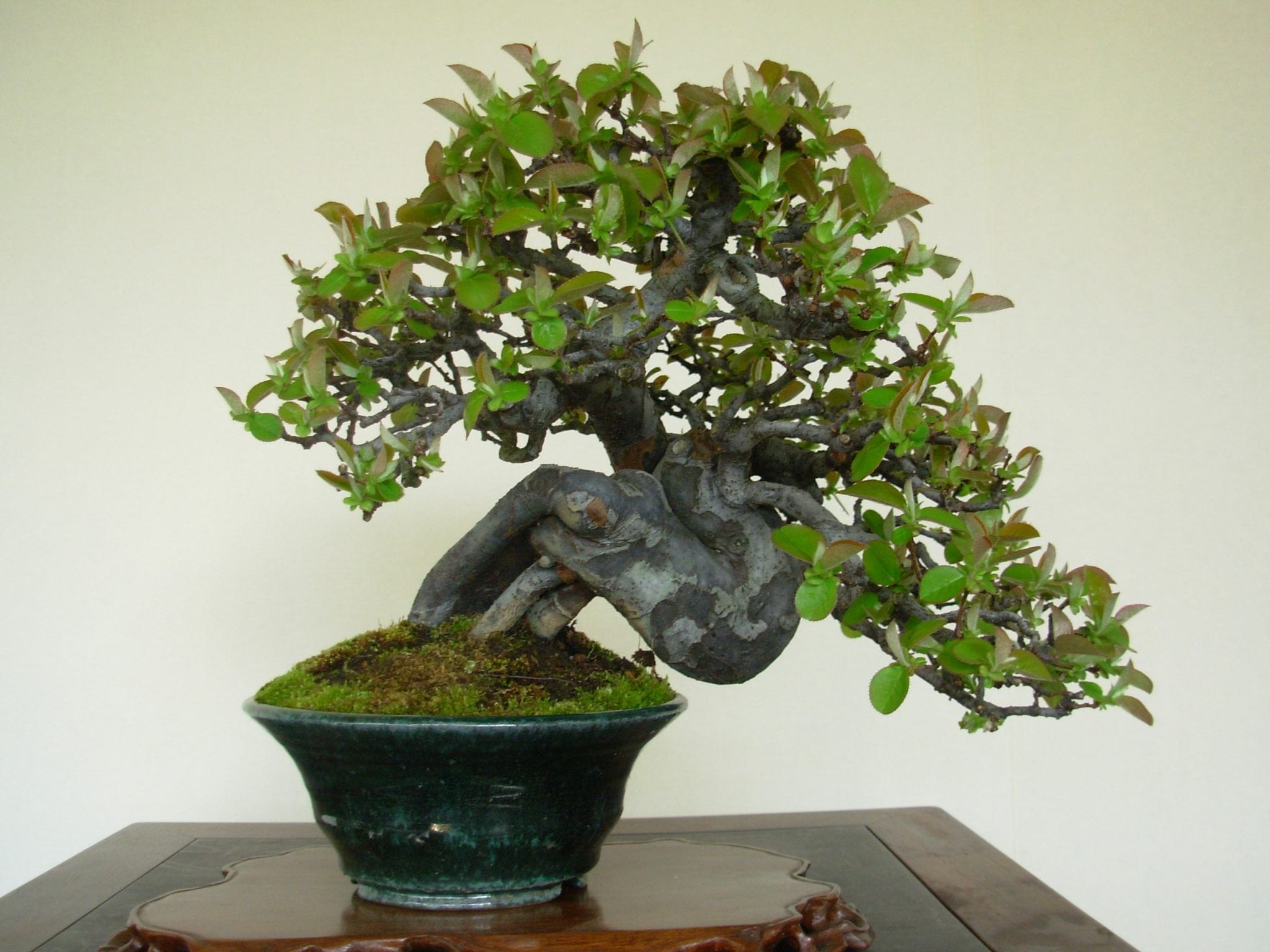 Shohin Bonsai Tree