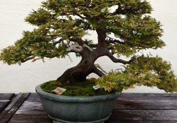 Trained Bonsai Tree