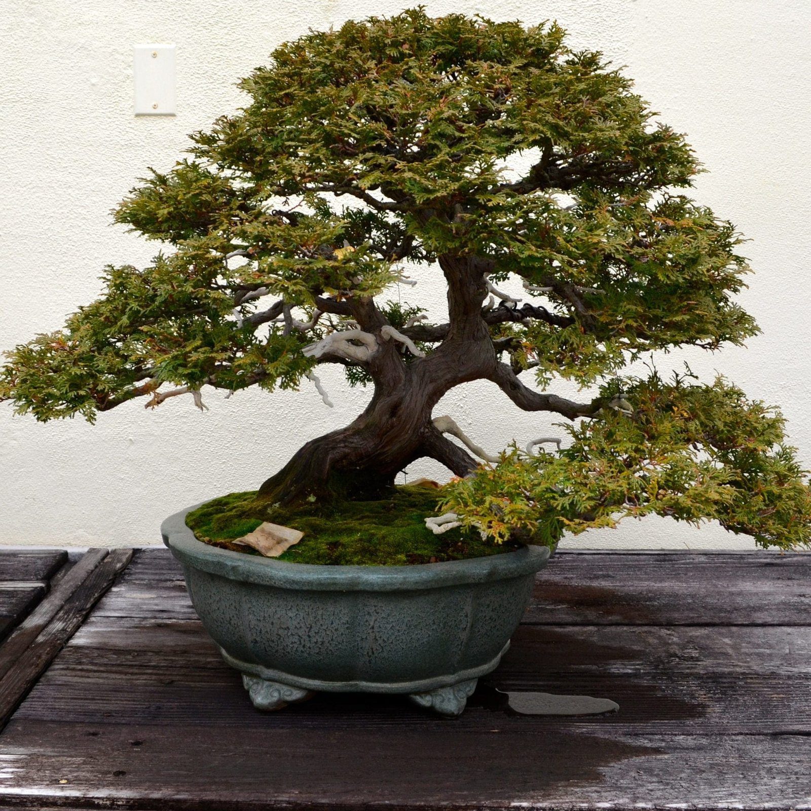 Trained Bonsai Tree