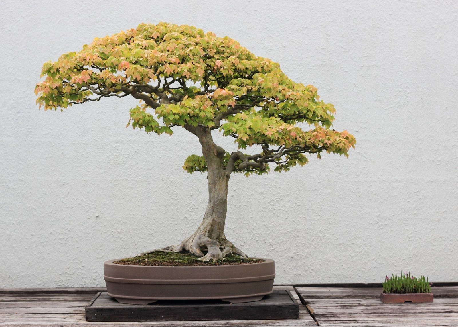 Trident Maple Bonsai Tree