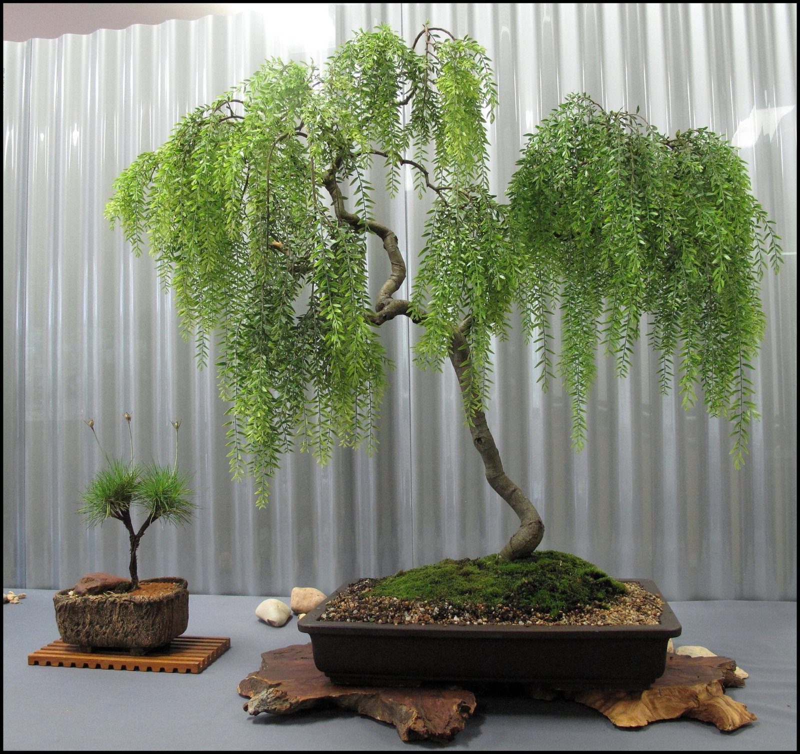 Weeping Willow Bonsai Tree