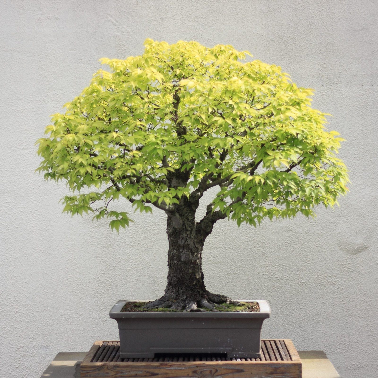 Zelkova Bonsai Tree