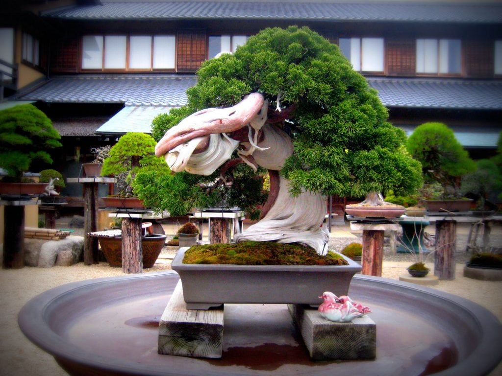 800-Year-Old Bonsai Tree at Shunkaen