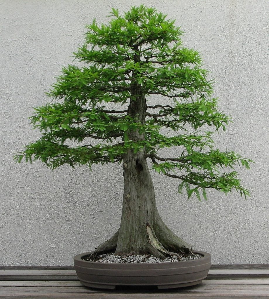 Balance in bonsai aesthetics