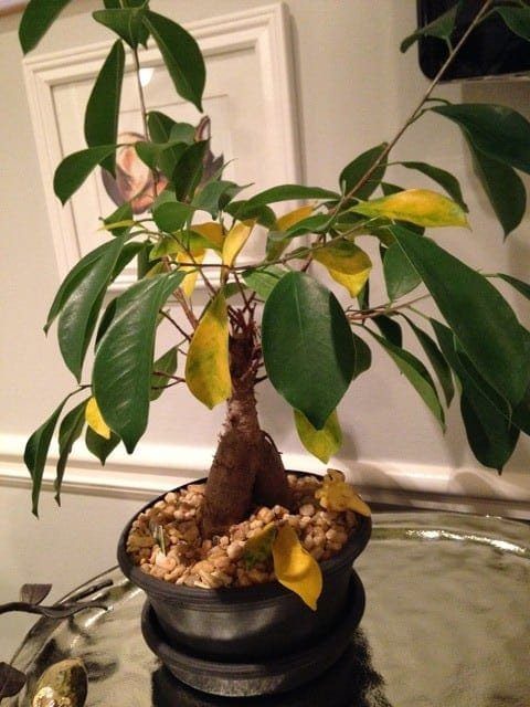 Bonsai Leaves Turning Yellow