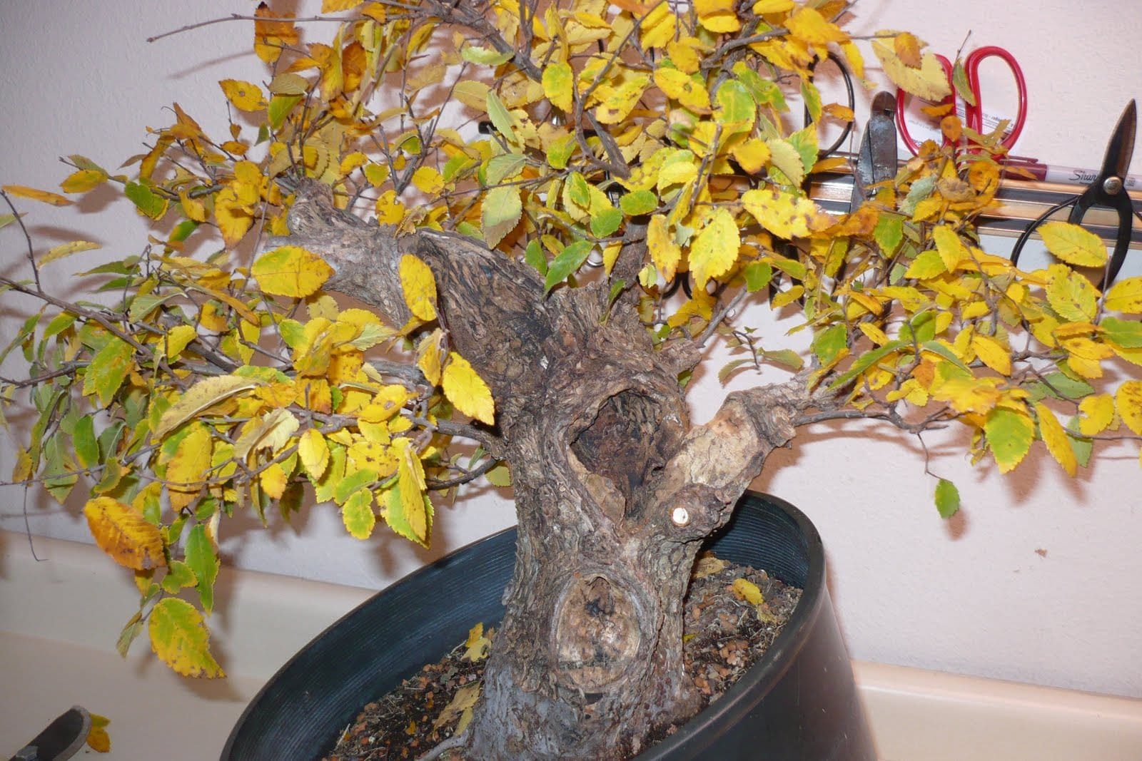 Bonsai Leaves Turning Yellow