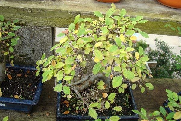 Bonsai Leaves Turning Yellow