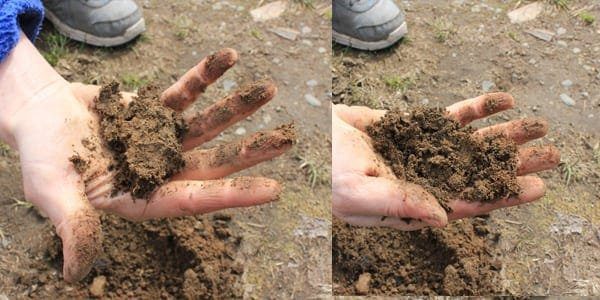 Bonsai Soil Clump Test