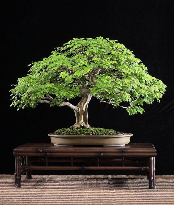 Brazilian Rain Tree Budi Sulistyo