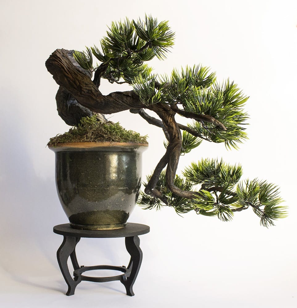Cascade bonsai style (kengai)