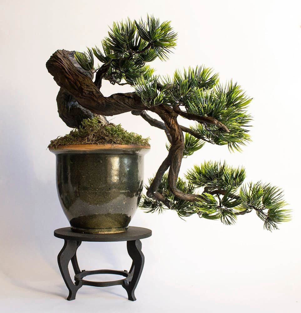 Cascade bonsai style (kengai)