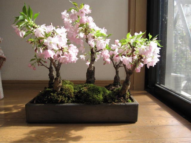 Cherry Blossom Bonsai Tree