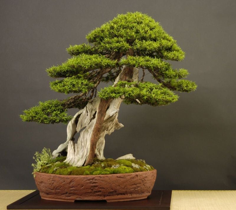 Coniferous Bonsai Tree
