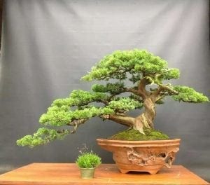 Coniferous Bonsai Trees - Bonsai Tree Gardener