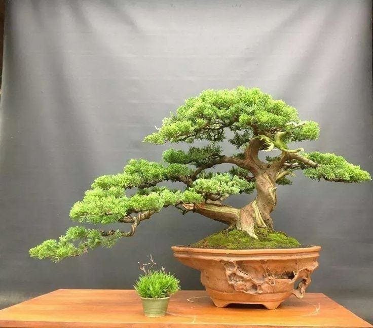 Coniferous Bonsai Tree