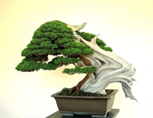 10 Coolest Looking Bonsai Trees - Bonsai Tree Gardener