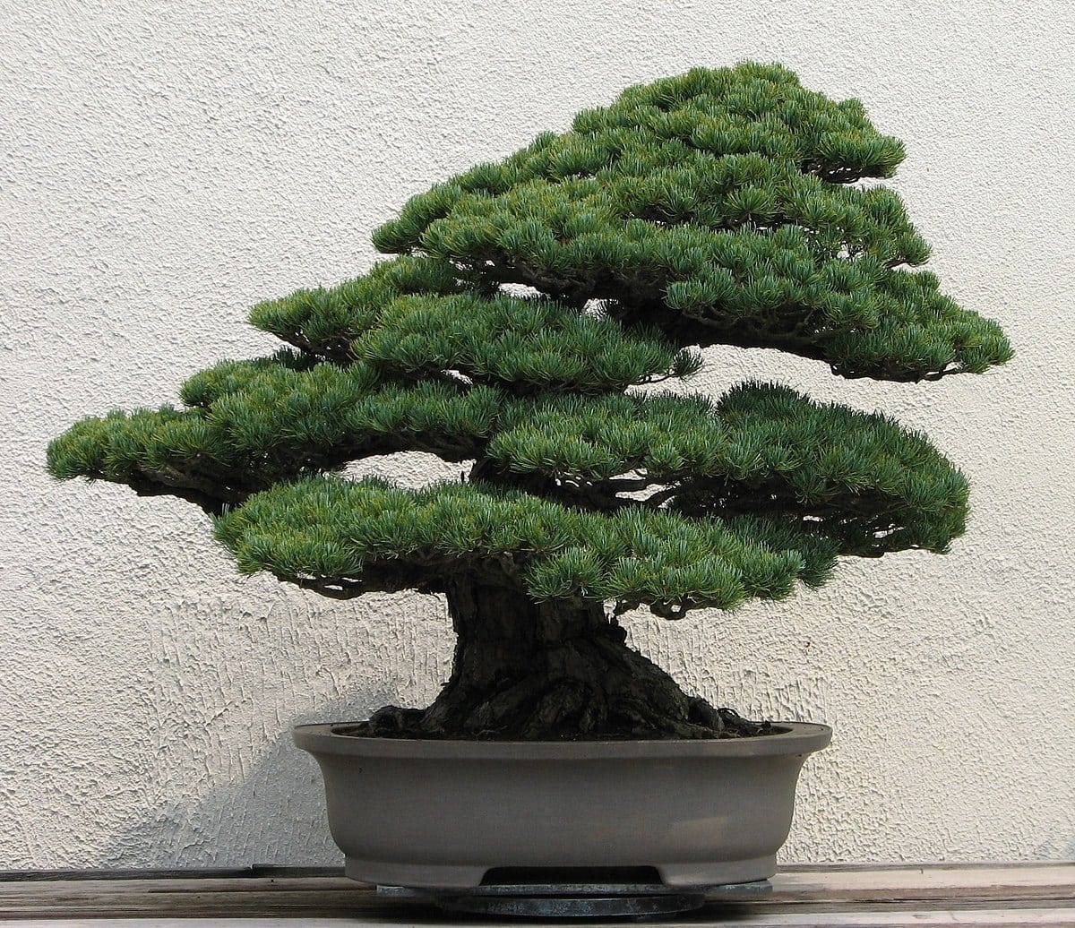 Evergreen Bonsai Tree