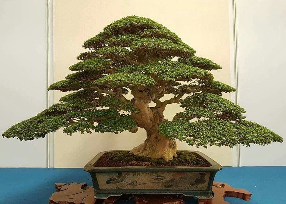 Evergreen Bonsai Tree