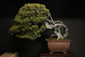 Exposed root bonsai style (neagari)