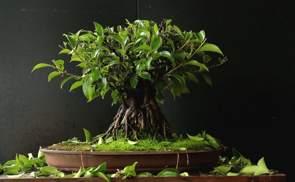 Ficus Retusa Microcarpa Bonsai