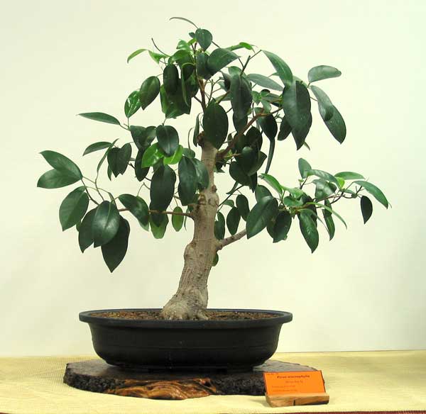 Ficus macrophylla bonsai