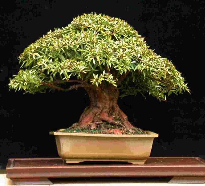 Ficus salicifolia Bonsai