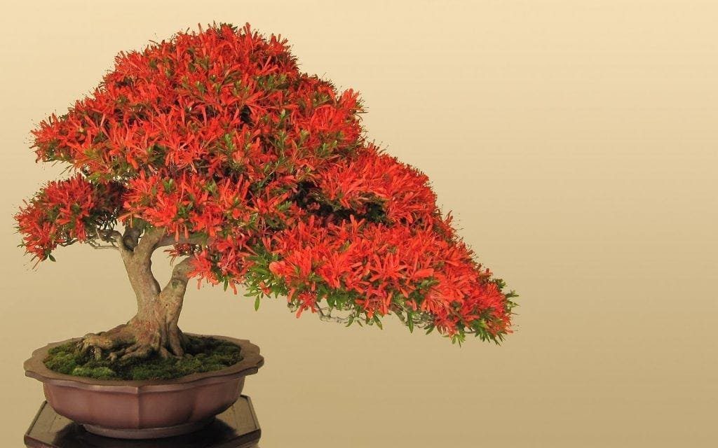 Flowering Bonsai Tree