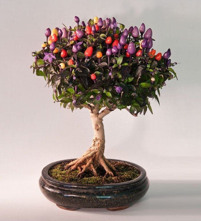 Flowering Bonsai Tree