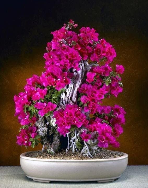 Flowering Bonsai Tree