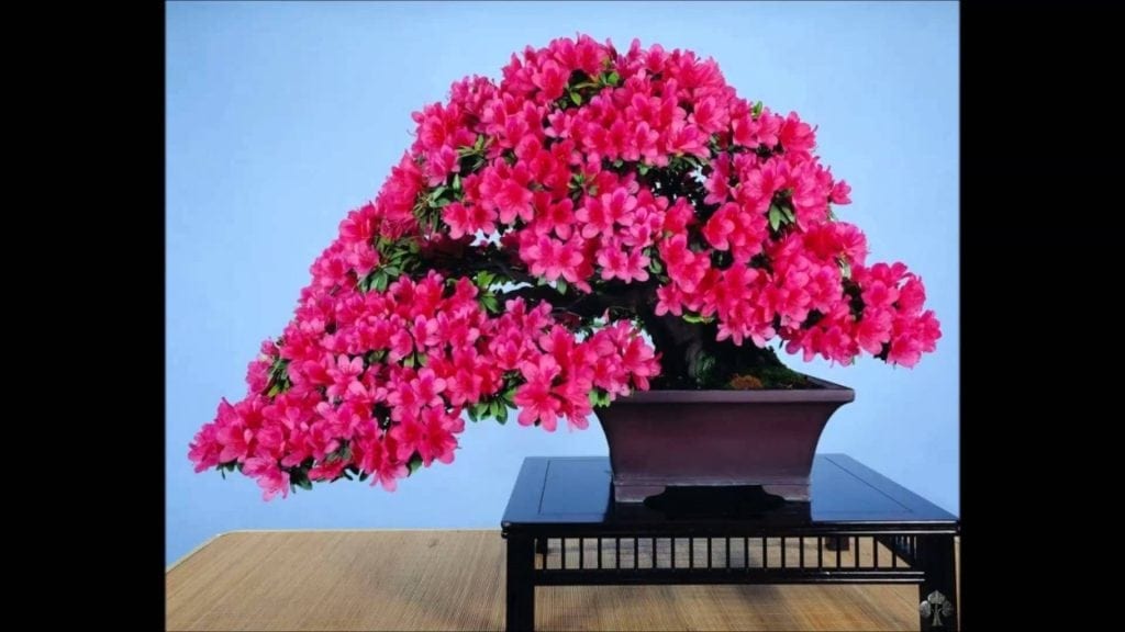 Flowering Bonsai Tree