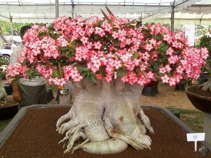 Flowering Bonsai Tree