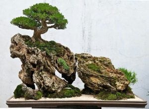 Growing in a rock bonsai style (Ishisuki)