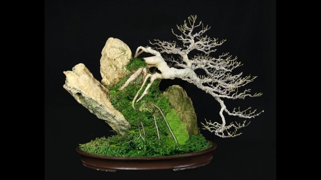 Growing on a rock bonsai style (seki-joju)