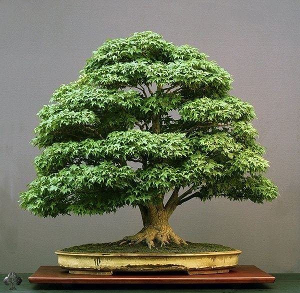 How To Keep Bonsai Leaves Small