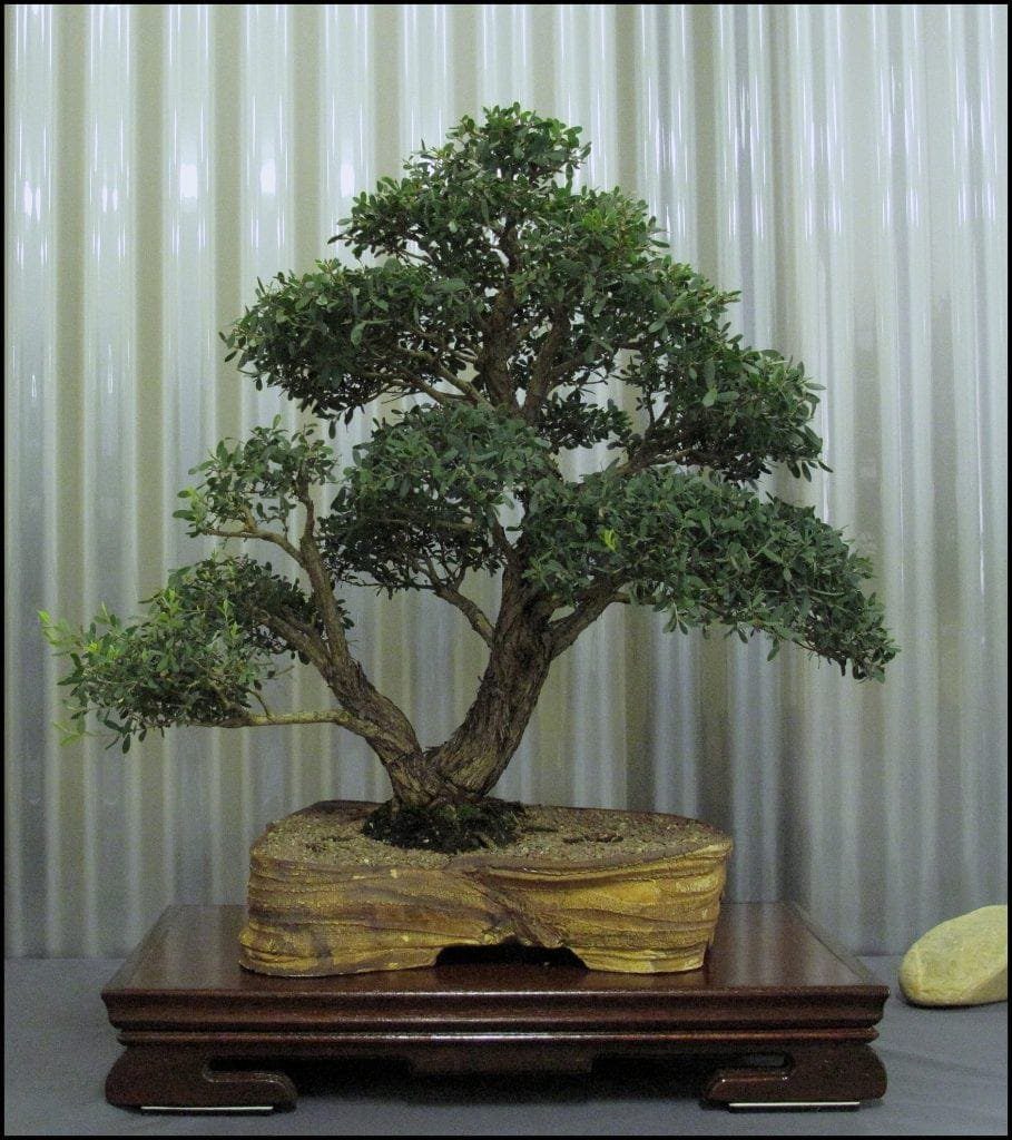 How To Keep Bonsai Leaves Small