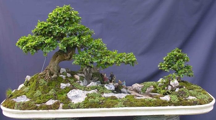 How To Keep Bonsai Leaves Small