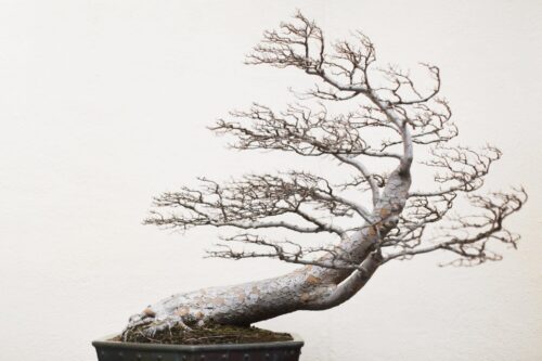 How To Make A Bonsai Tree - Bonsai Tree Gardener