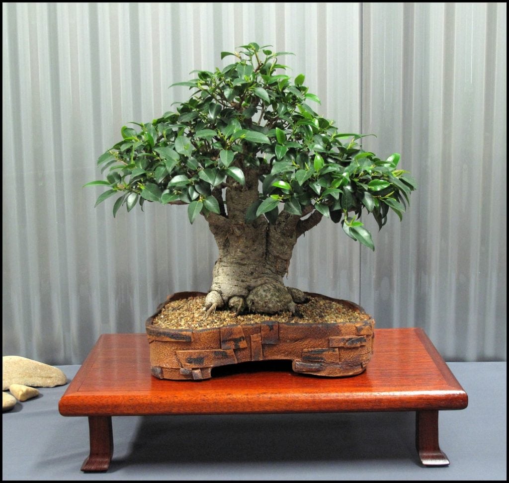 How To Make A Bonsai Tree