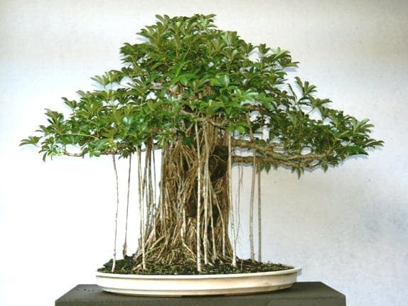 How To Make A Bonsai Tree