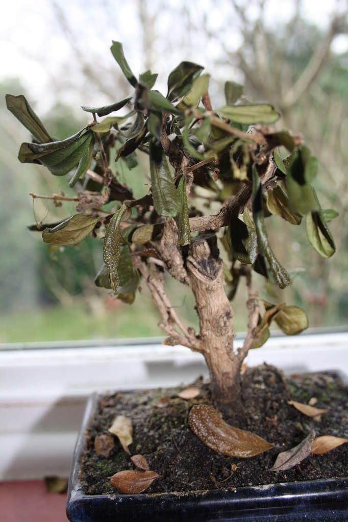 Reasons Your Bonsai Tree is Dying