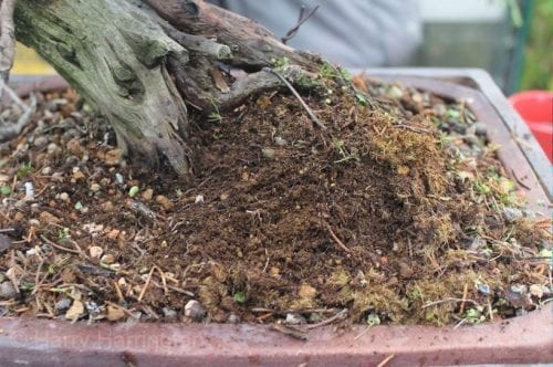 How To Rescue A Dying Bonsai Tree - Bonsai Tree Gardener