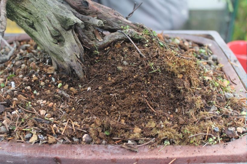 How To Rescue A Dying Bonsai Tree