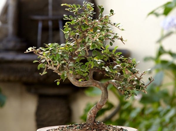How To Rescue A Dying Bonsai Tree
