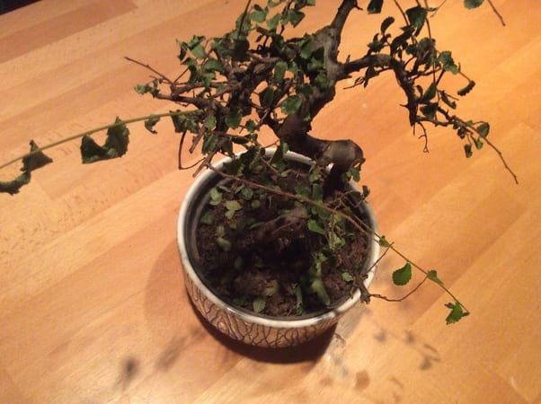 How To Rescue A Dying Bonsai Tree