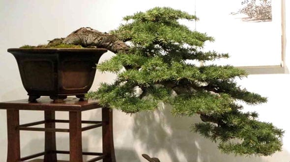 How To Shape A Bonsai Tree