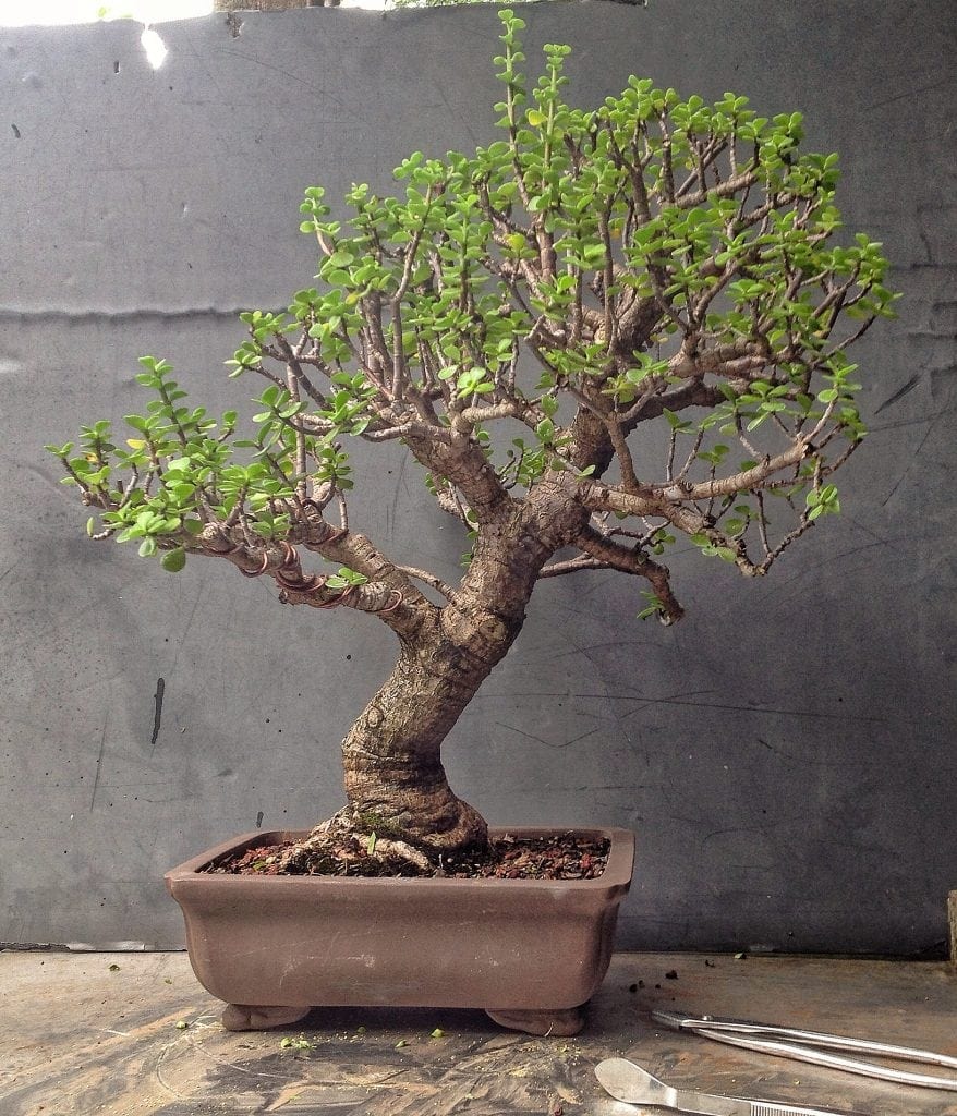 How To Shape A Bonsai Tree